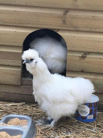 Image 4 of SILKIE HATCHING EGGS / MIXED COLOURS