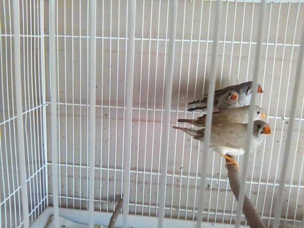 Image 4 of Bengalese finches / zebra finches