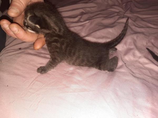 Image 1 of Charcoal and gold bengal kittens
