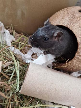 Image 5 of Two female friendly Gerbils