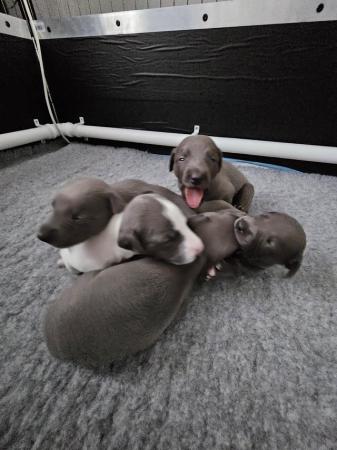Image 5 of Whippet kc registered puppies