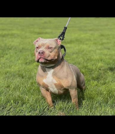 Image 5 of Pocket Bully pups for sale