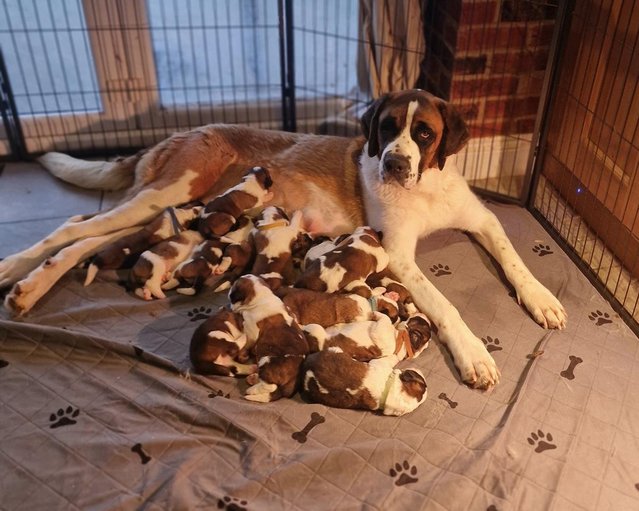 Preview of the first image of St Bernard Puppies Ready 7th June.