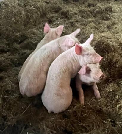 Image 1 of Large White Pietrain x GOS Pigs for Fattening