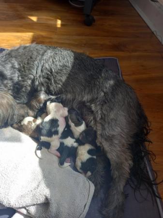 Image 4 of Shih Tzu pups x5 only x2 girls left