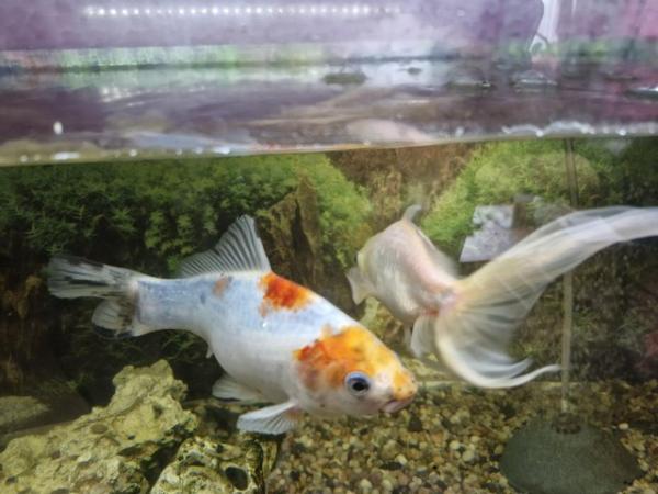 Image 6 of Gold fish and tank. Need new home .