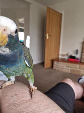 Image 2 of Pionus Parrot under 1 year old. £800 ono