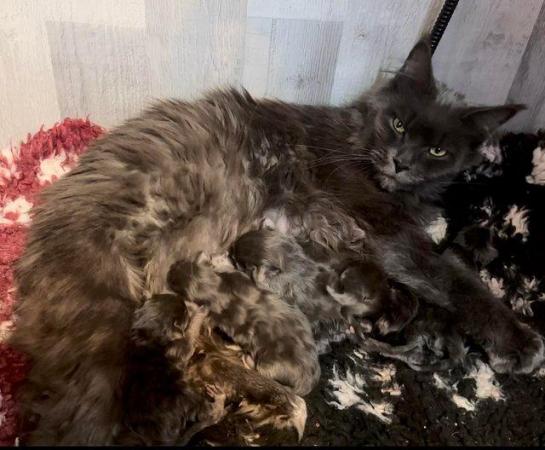 Image 5 of XL Maine Coons Full Pedigree Parents Russia Germany