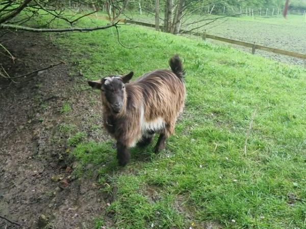 Image 2 of Pygmy Goat (Wether) 1 year old.