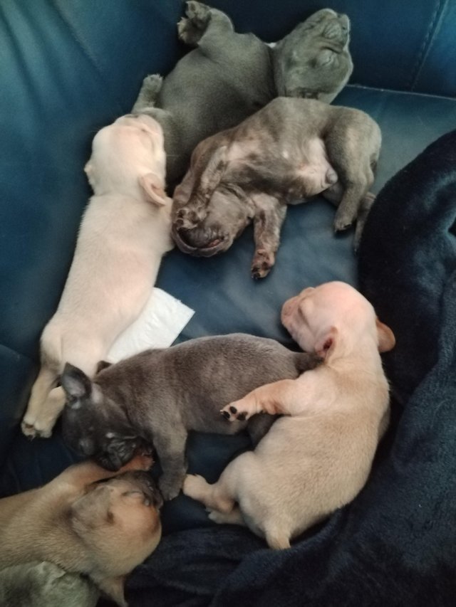 Preview of the first image of KC registered Beautiful French Bulldog Pups.