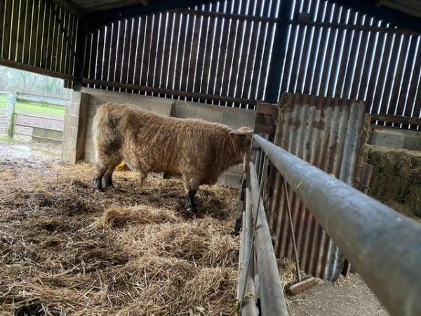 Image 3 of Highland bull proven 3 yr old