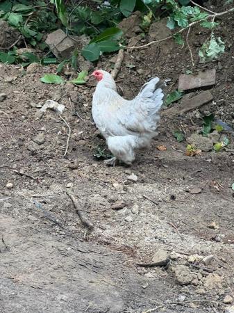 Image 3 of Large Brahma hens for sale all in lay