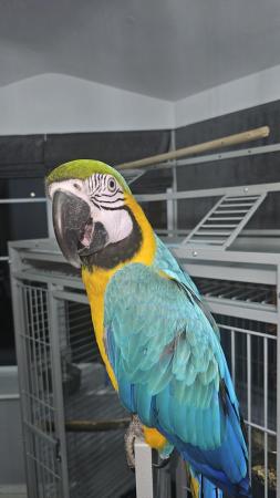 Image 1 of 14 Months old Talking Macaw