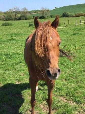 Image 1 of Happy Healthy 11hh Mare for Permanant Loan as Companion