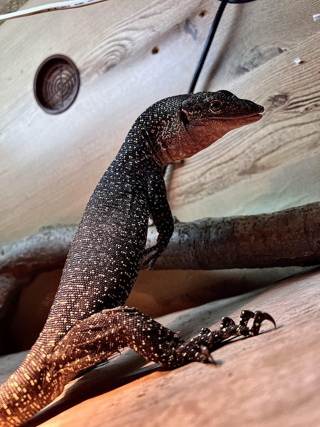 Preview of the first image of pair of juvenile mangrove monitor.