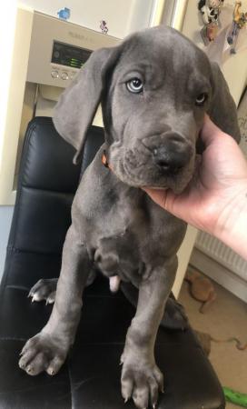 Image 18 of READY NOW! 12 x Healthy Chunky Solid Blue Great Dane Puppies