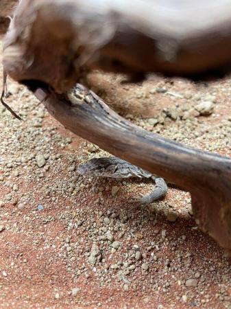 Image 1 of Pygmy Mulga Monitor Lizards At Urban Exotics