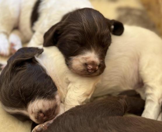 Image 7 of Sprocker spaniel puppies