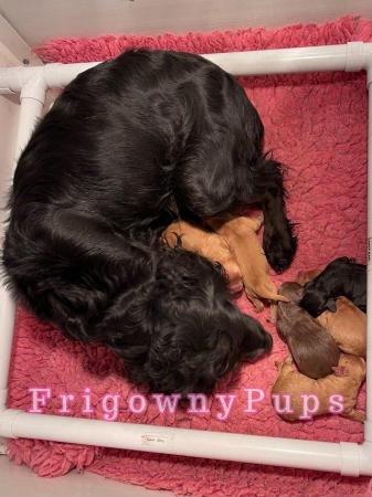 Image 3 of Top Quality Cockerpoo Puppies from Licensed Breeder