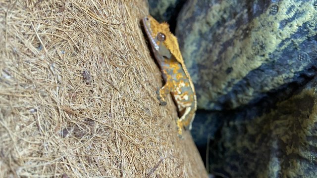 Preview of the first image of HIGH QUALITY TRICOLOR CRESTED GECKO WITH LINEAGE AND SETUP.