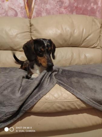 Most Lovely Dachshund male looking for a new lovely home for sale in Corby, Northamptonshire