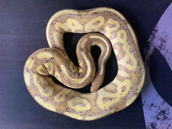 Image 4 of Royal / Ball python, Banana Cinnamon (male)