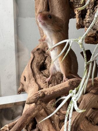 Image 4 of Harvest mice females - Hertfordshire
