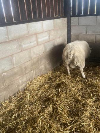 Image 1 of Adult breeding Ram for sale Blue faced Texel x