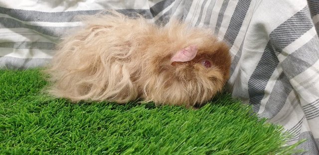 Image 8 of Various Sows (Female) Guinea Pigs for Sale