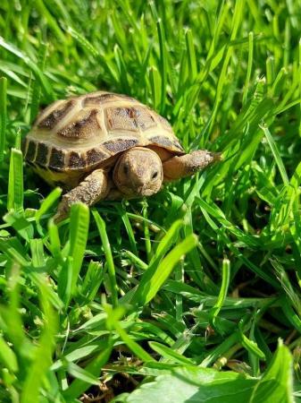 Image 7 of 2 tortoises for sale with complete set up!