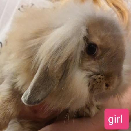 Image 3 of 12 week old lion head x french lop rabbits for sale