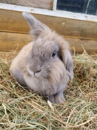 Image 5 of Handsome 3 year old male mini lop cross