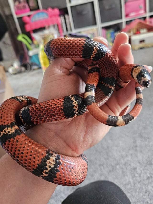 Preview of the first image of Four year old milk snake for sale with viv and contents.