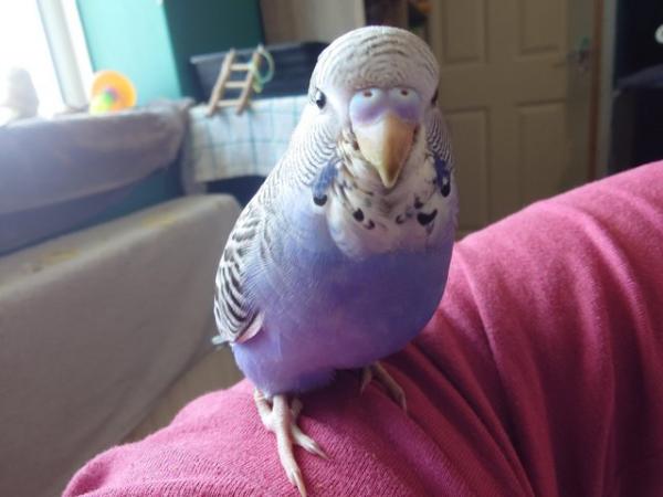 Image 1 of Hand reared silly tame baby budgie for reservation