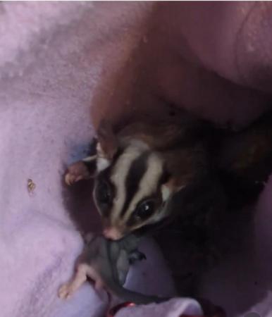Image 8 of Breeding pair of sugar gliders with set up proof in the pics