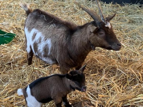Image 5 of Pygmy Goat nannies withkids for sale from health tested herd