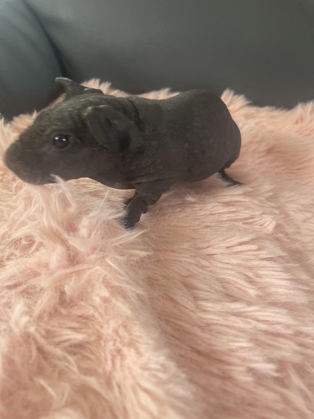 Preview of the first image of Female skinny pig ready 5th june.