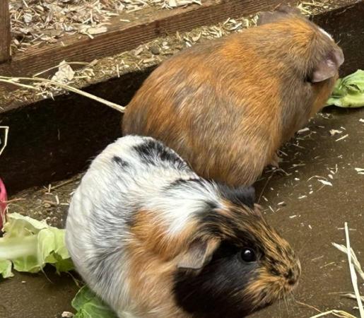 Image 5 of Bonded pair of female Guinea pigs