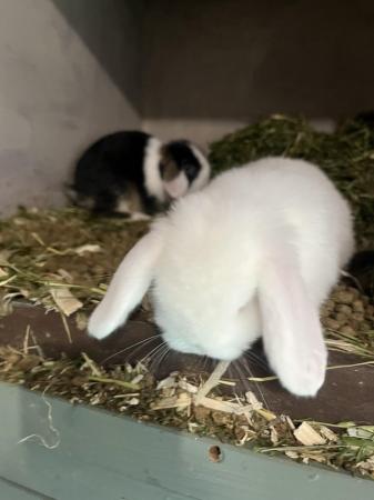Image 2 of Mini lop rabbits ready now