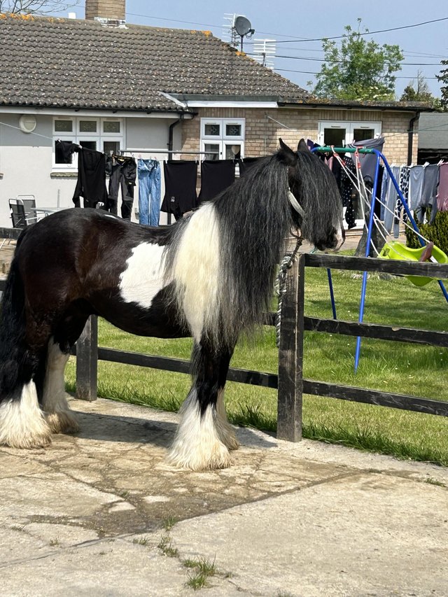 Preview of the first image of SHADOW 13.3 COB GELDING.