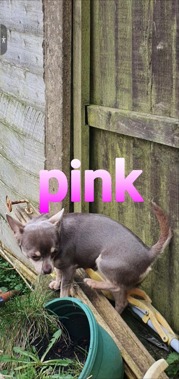 Preview of the first image of CHIHUAHUA GIRL LILAC & TAN 9 MONTHS OLD.
