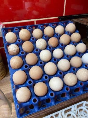 Image 2 of Guinea Fowl hatching eggs