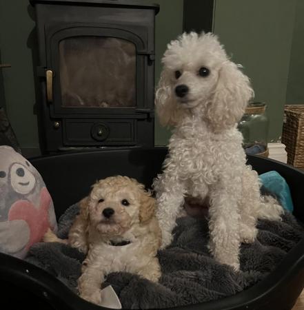 Image 4 of Tiny KC registered Apricot Toy Poodles