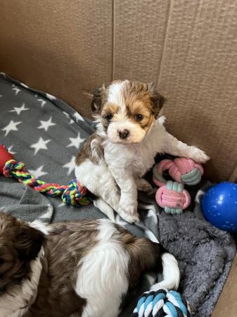Image 19 of Beautiful Teddy Bear puppies only 2 Boys available