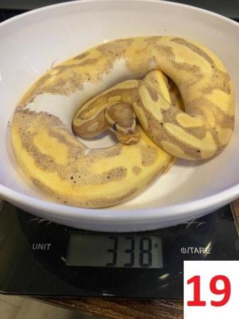 Image 13 of Various Royal Pythons - open to offers