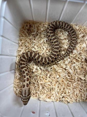 Image 4 of Hognose snake wildtype 100%het toffee belly male