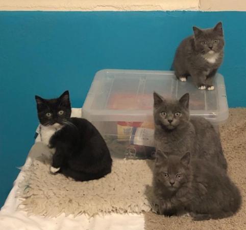 Image 1 of Beautiful Older Kittens for Sale