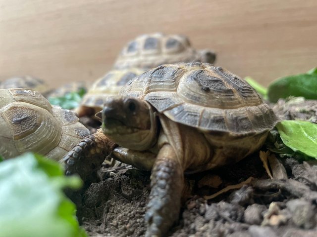 Preview of the first image of Gorgeous Horsfield Tortoises.