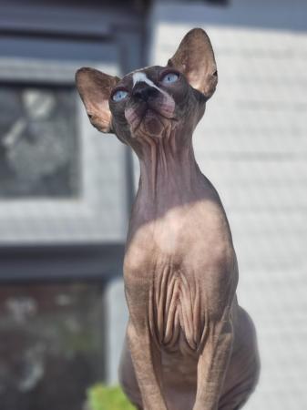 Image 10 of Gccf male sphynx kitten from health tested parents