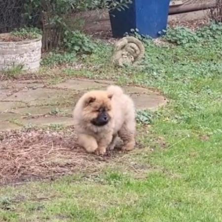 Image 1 of Ready now Kc Chowchow Puppies